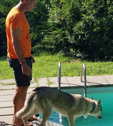 Cane entra in piscina con addestratore