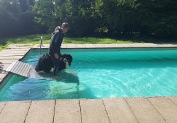 Cane entra in piscina con addestratore