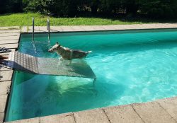 Velvet entra in piscina con addestratore